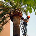 Elagage de palmiers